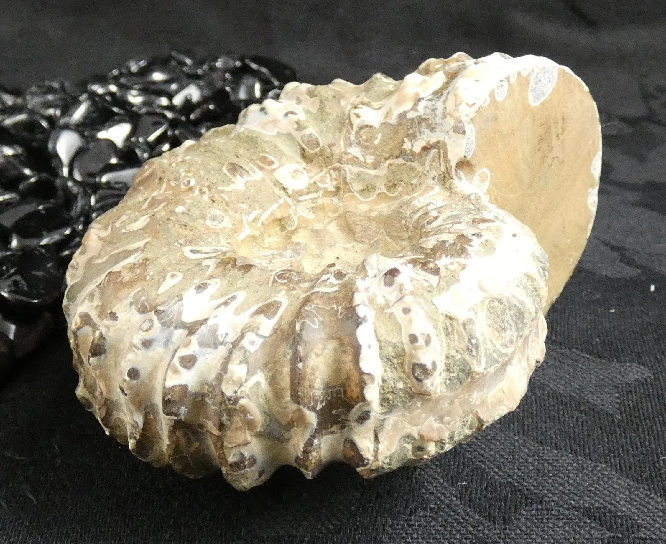 Ammonite Fossil