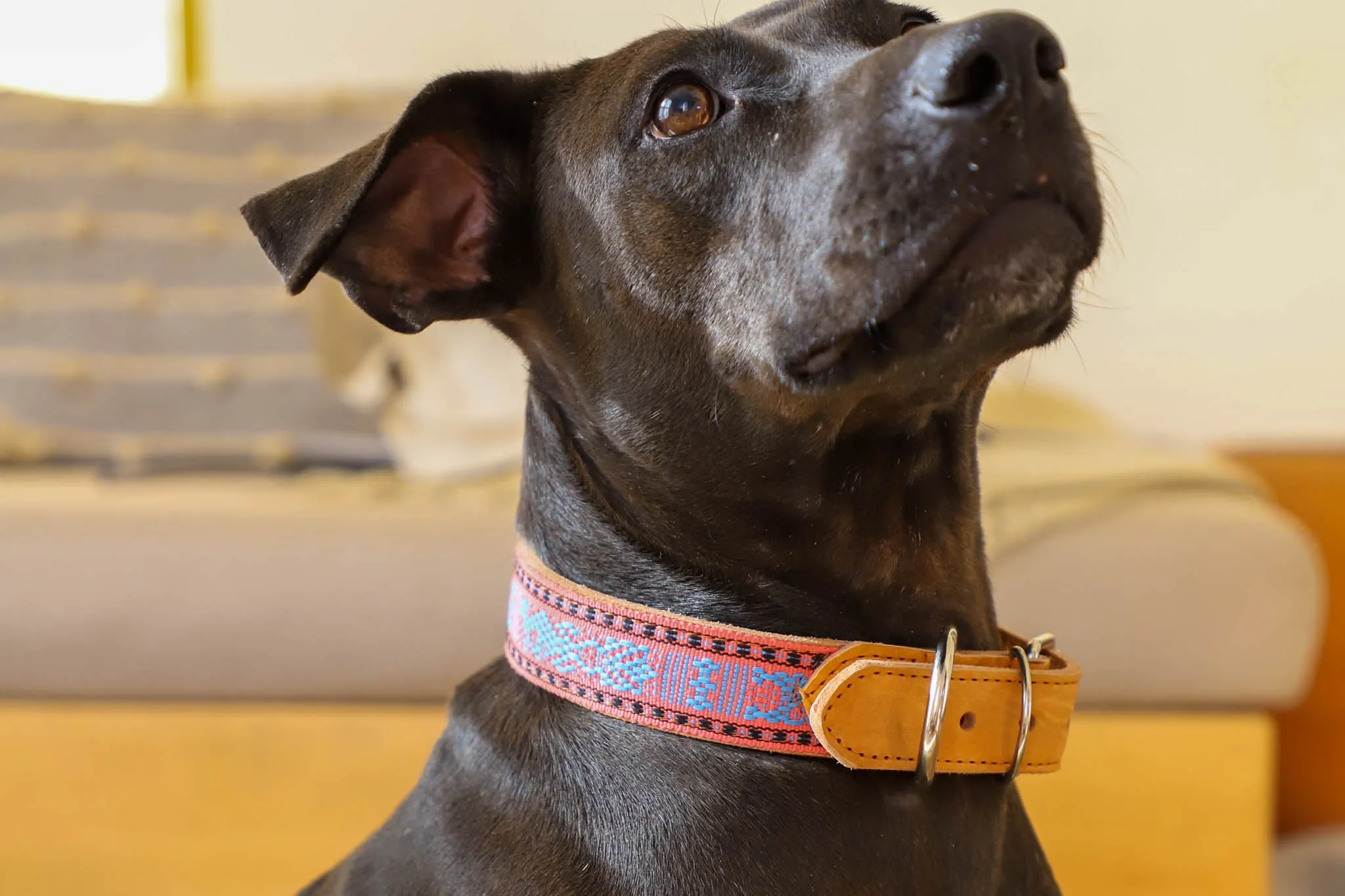 Artisanal Dog Collar | Size Large