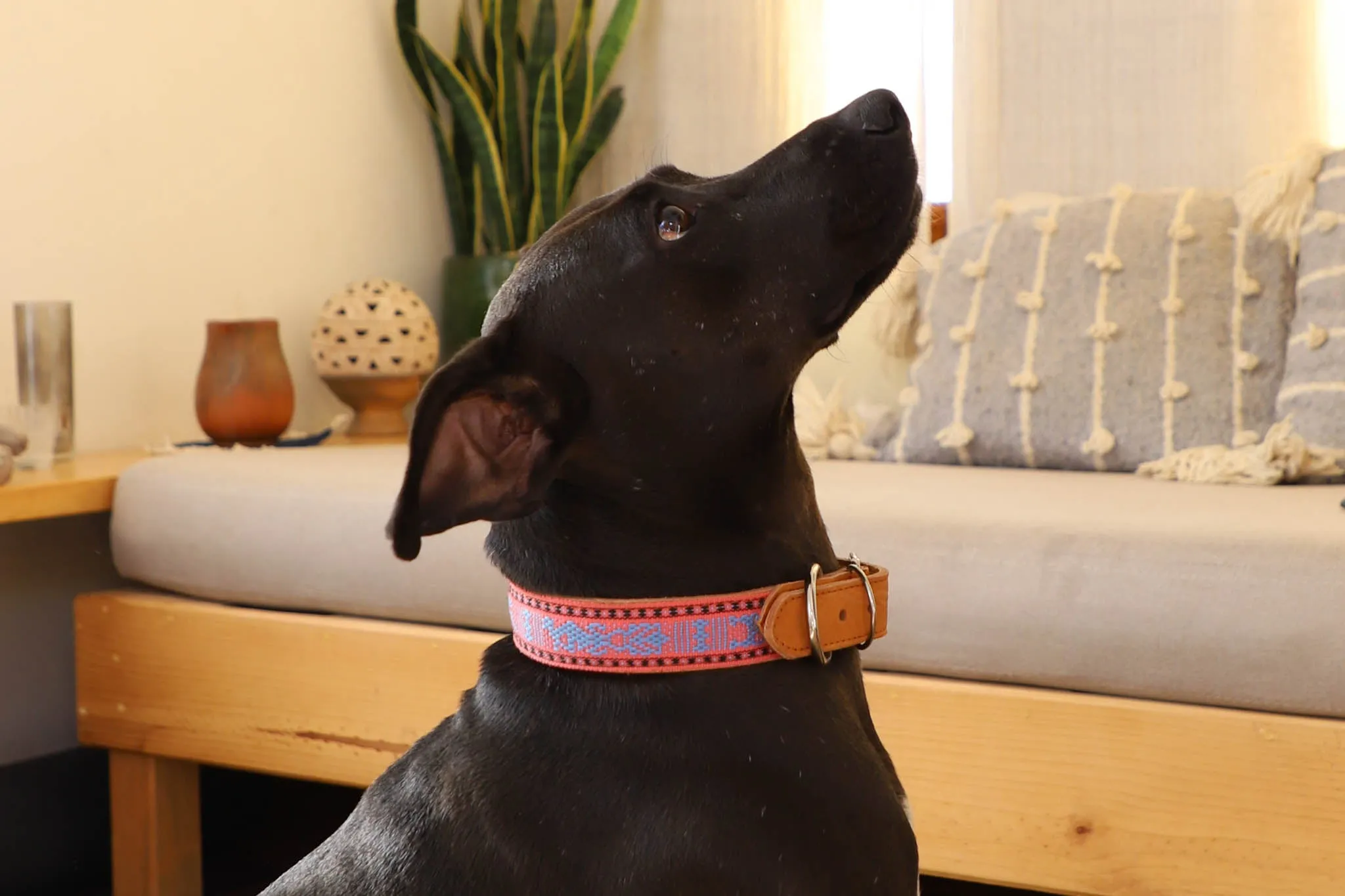 Artisanal Dog Collar | Size Large