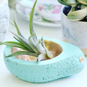 Avocado Dish