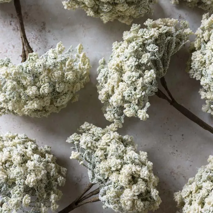 Cream Yarrow Stem