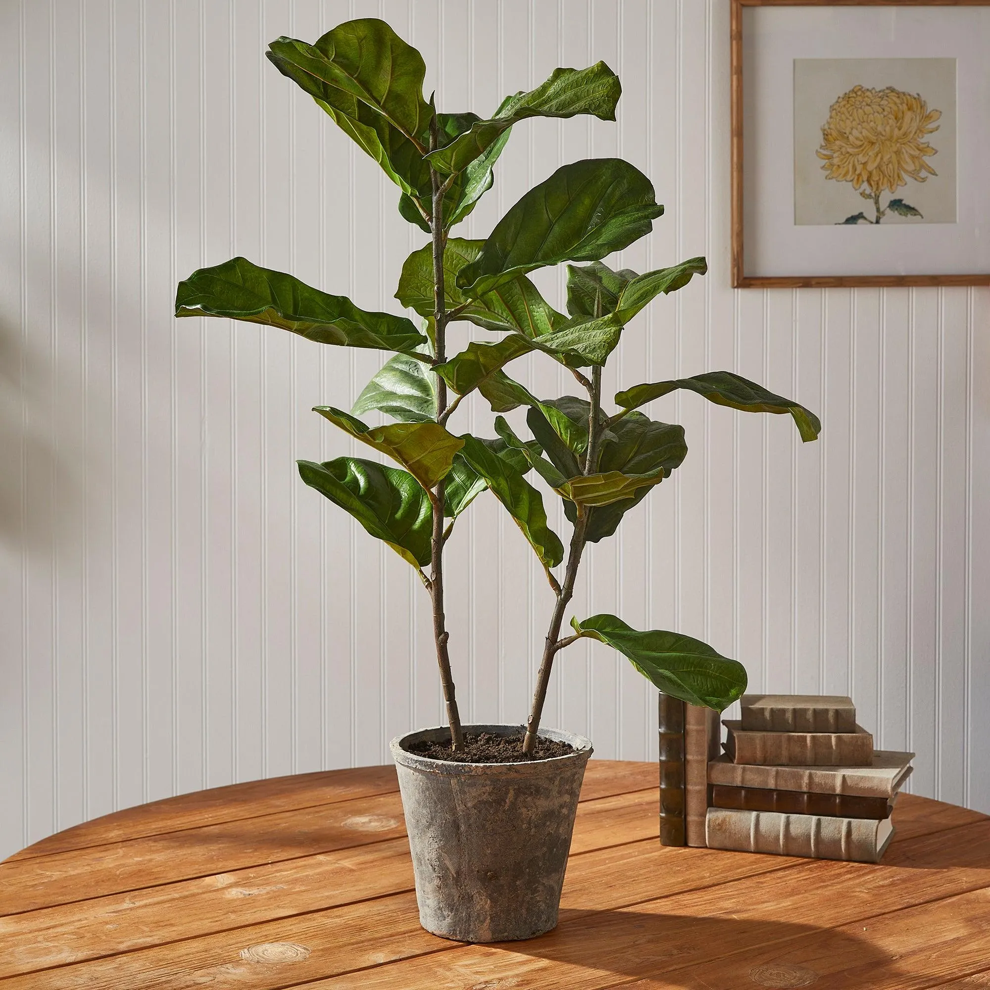 Fiddle Leaf Fig Potted 43"