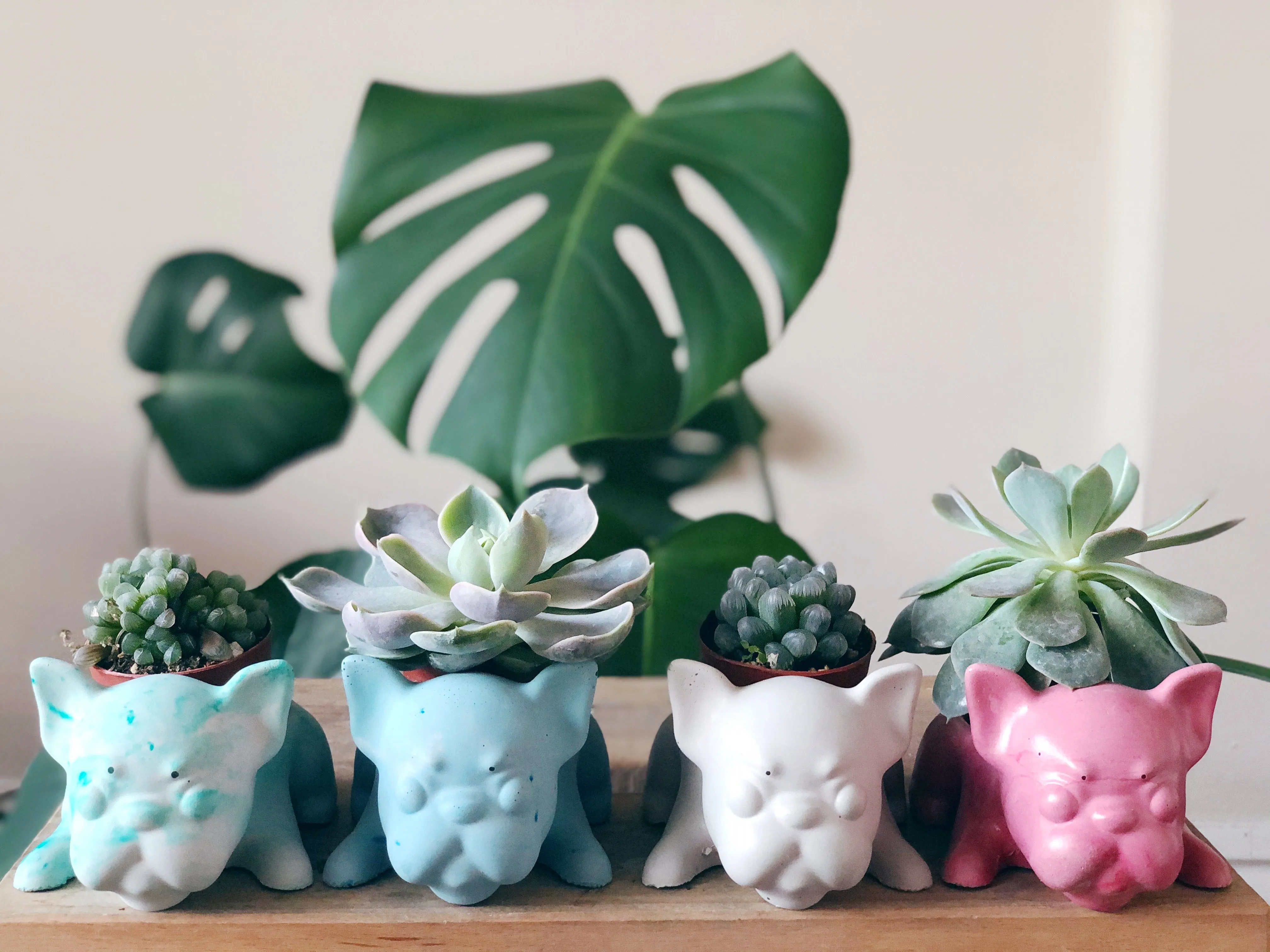 Frenchie Planter