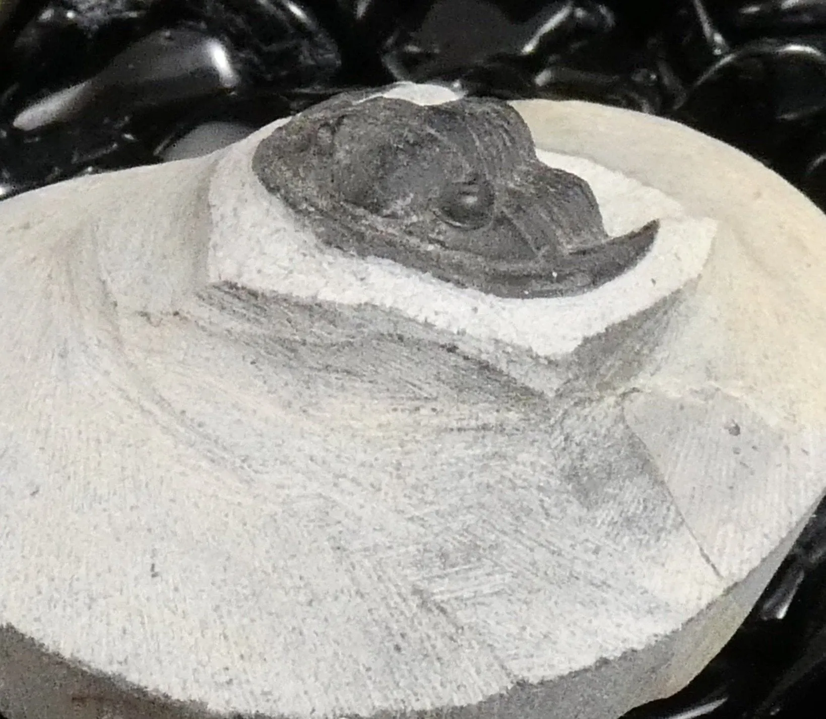 Genuine Fossilized Trilobite