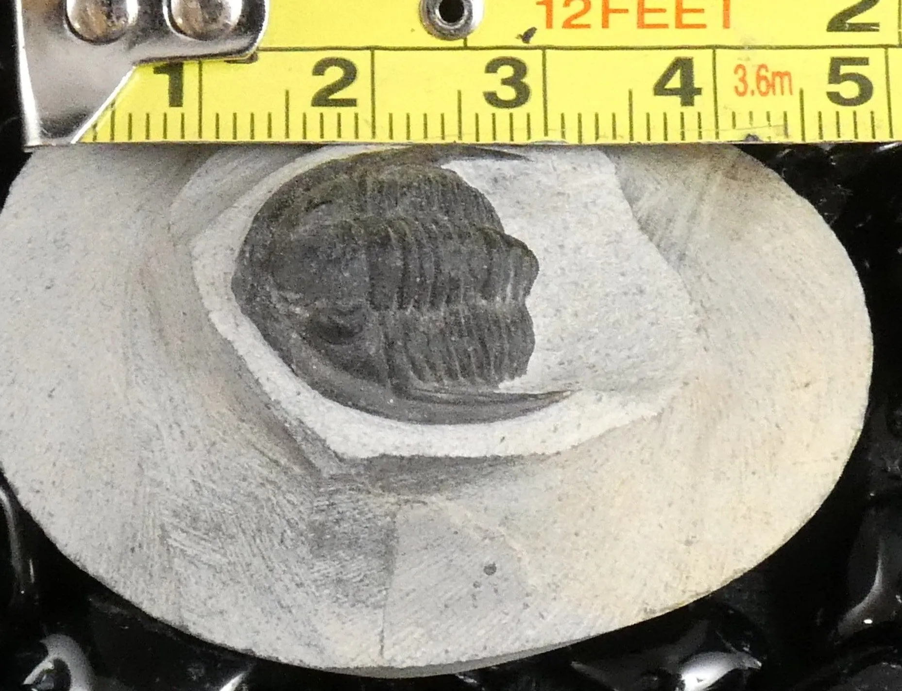 Genuine Fossilized Trilobite
