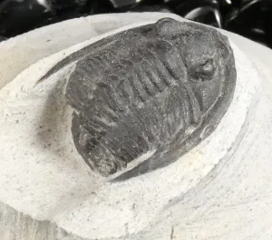 Genuine Fossilized Trilobite