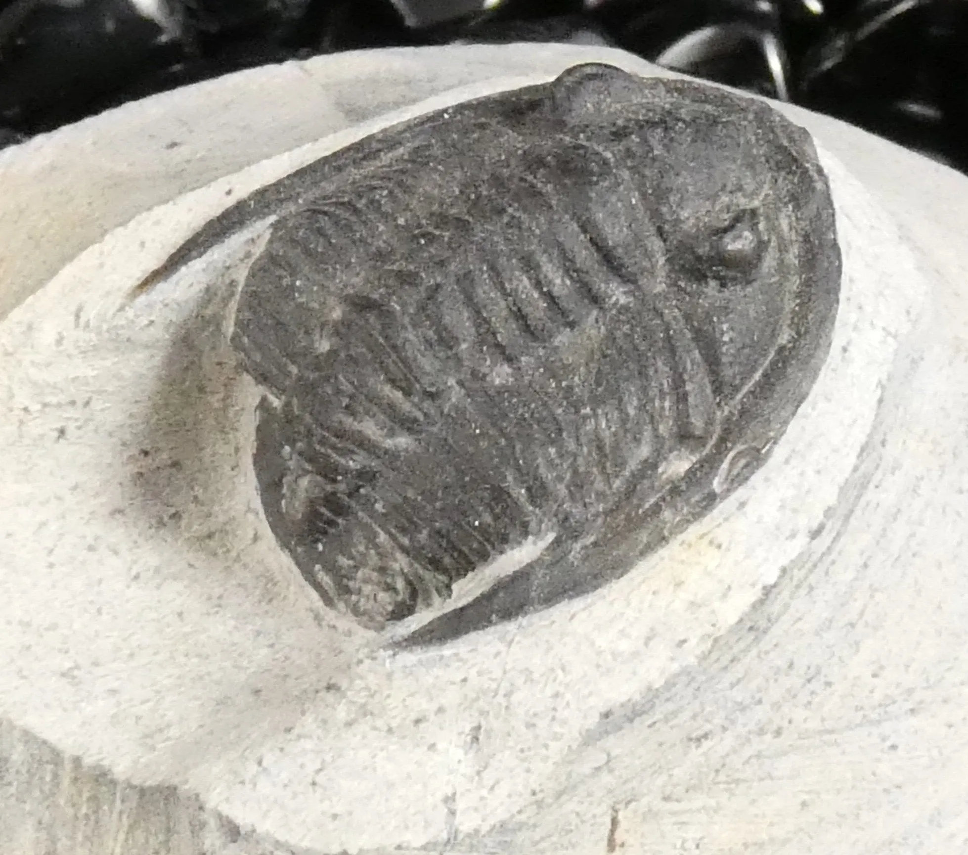 Genuine Fossilized Trilobite