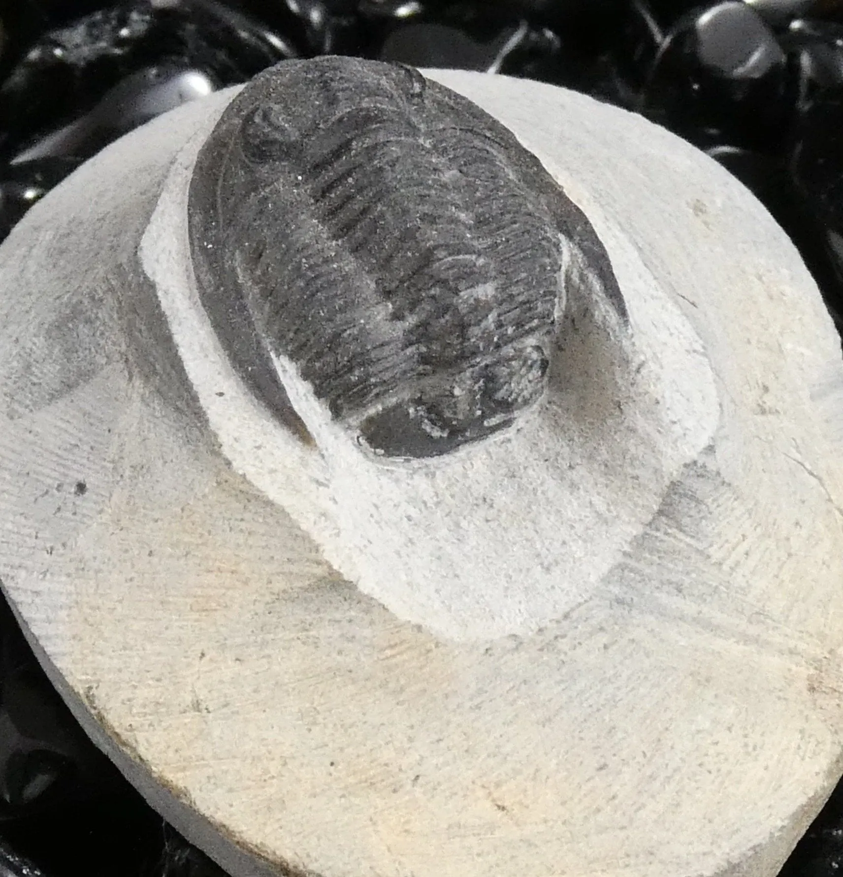 Genuine Fossilized Trilobite