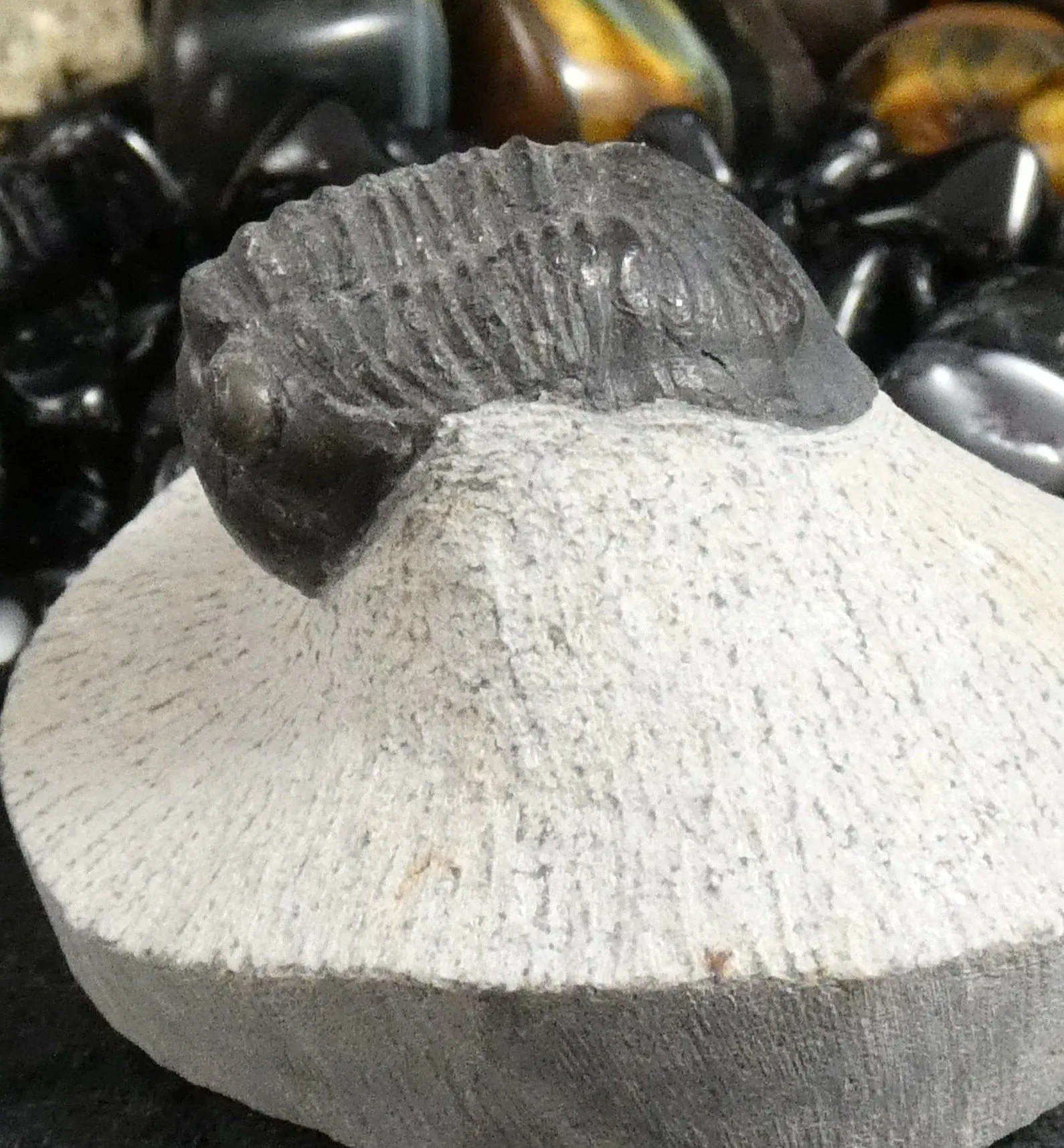 Genuine Fossilized Trilobite