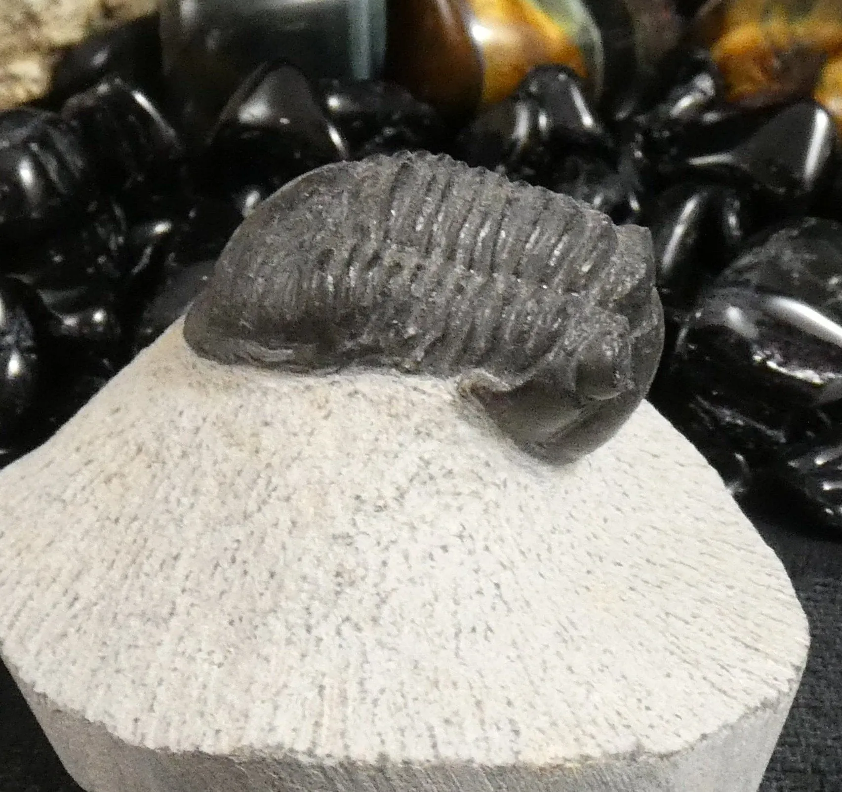Genuine Fossilized Trilobite