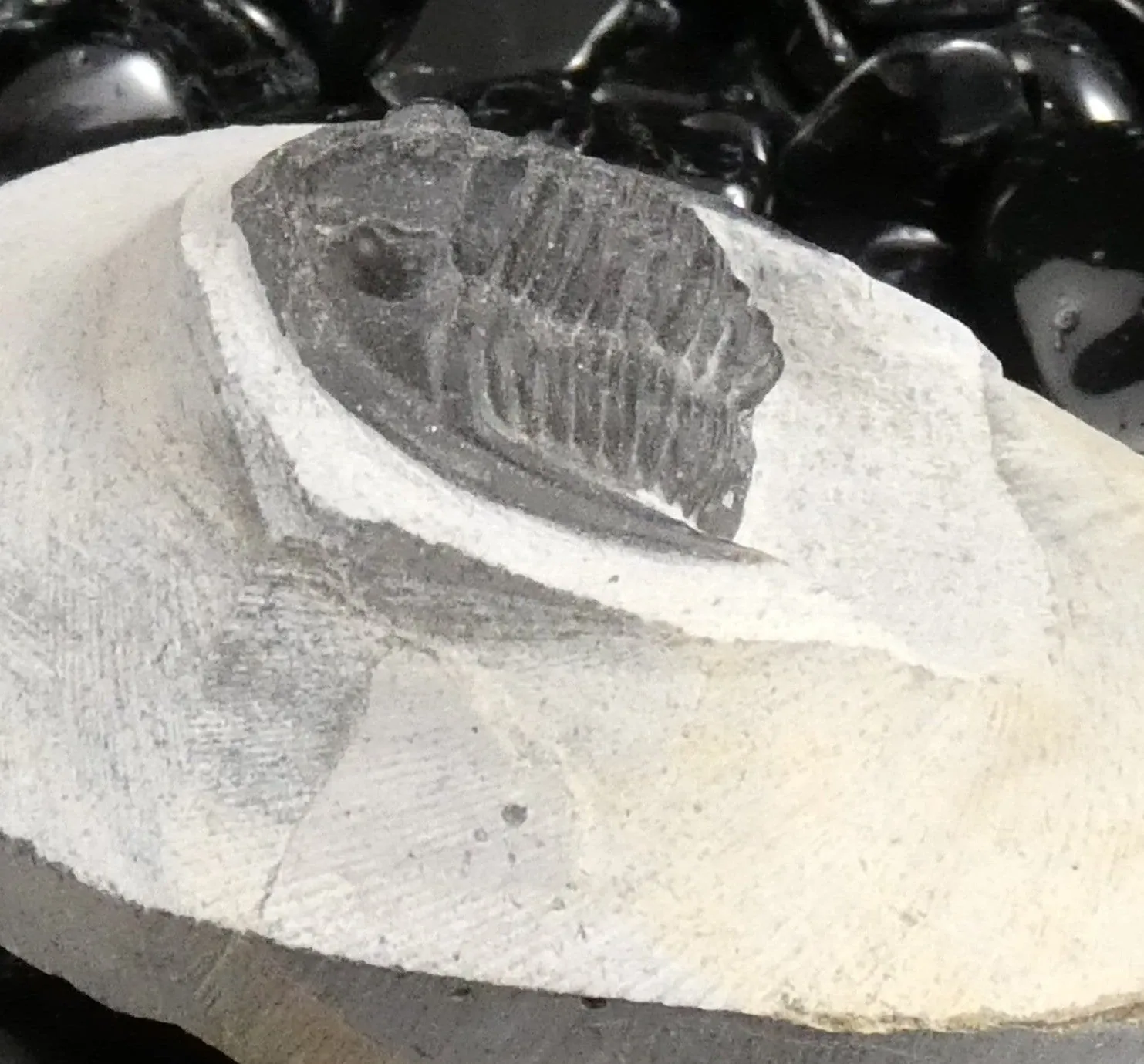 Genuine Fossilized Trilobite