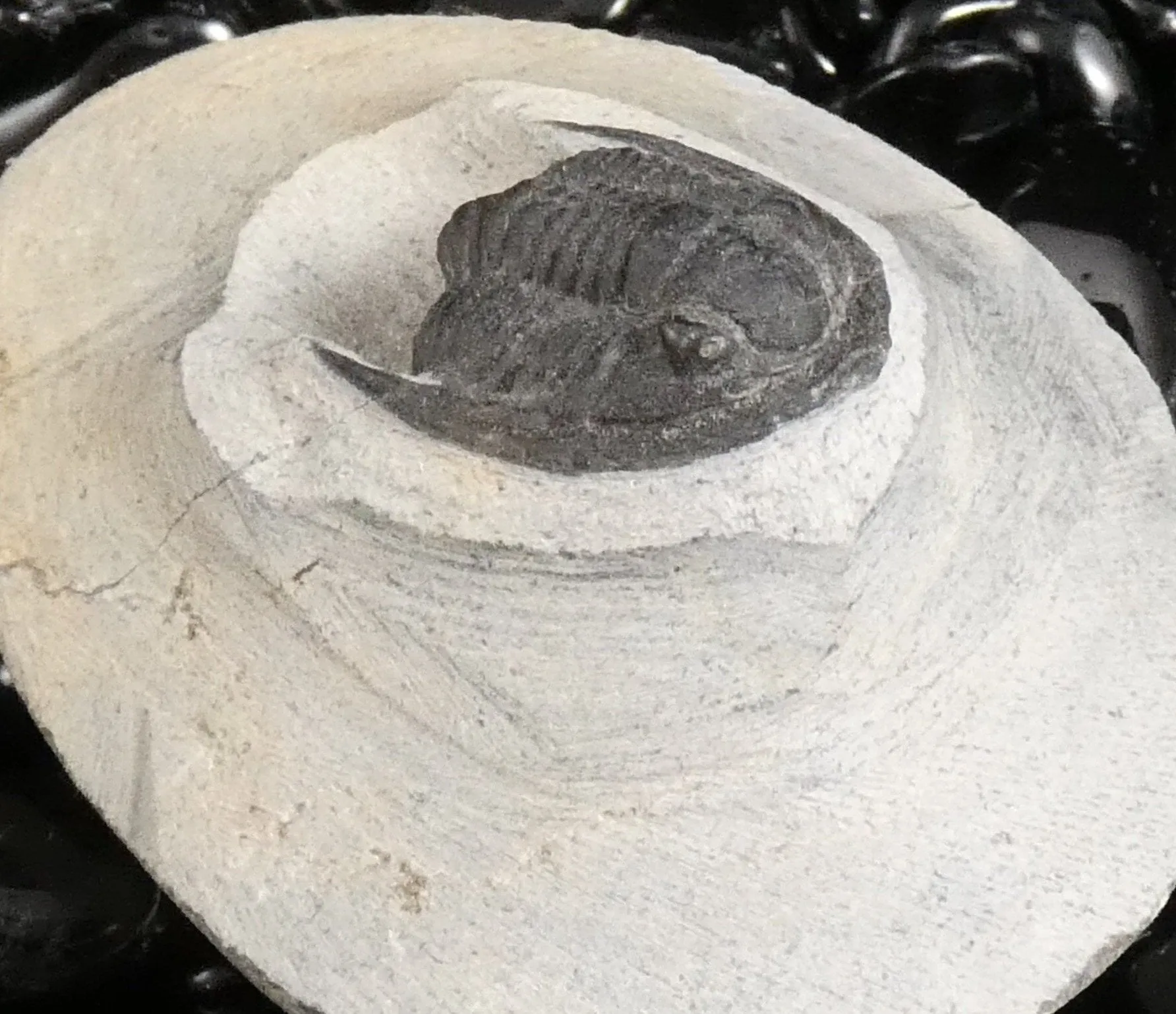 Genuine Fossilized Trilobite