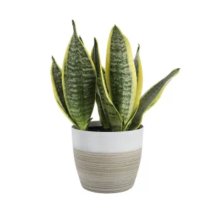 Green Paradise Senseveria Plant