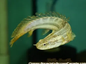 NILE BICHIR (Polypterus Bichir Bichir) *rare* D2411Q
