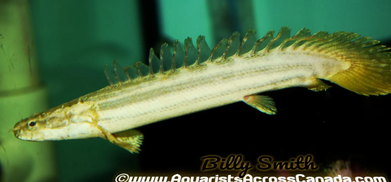 NILE BICHIR (Polypterus Bichir Bichir) *rare* D2411Q