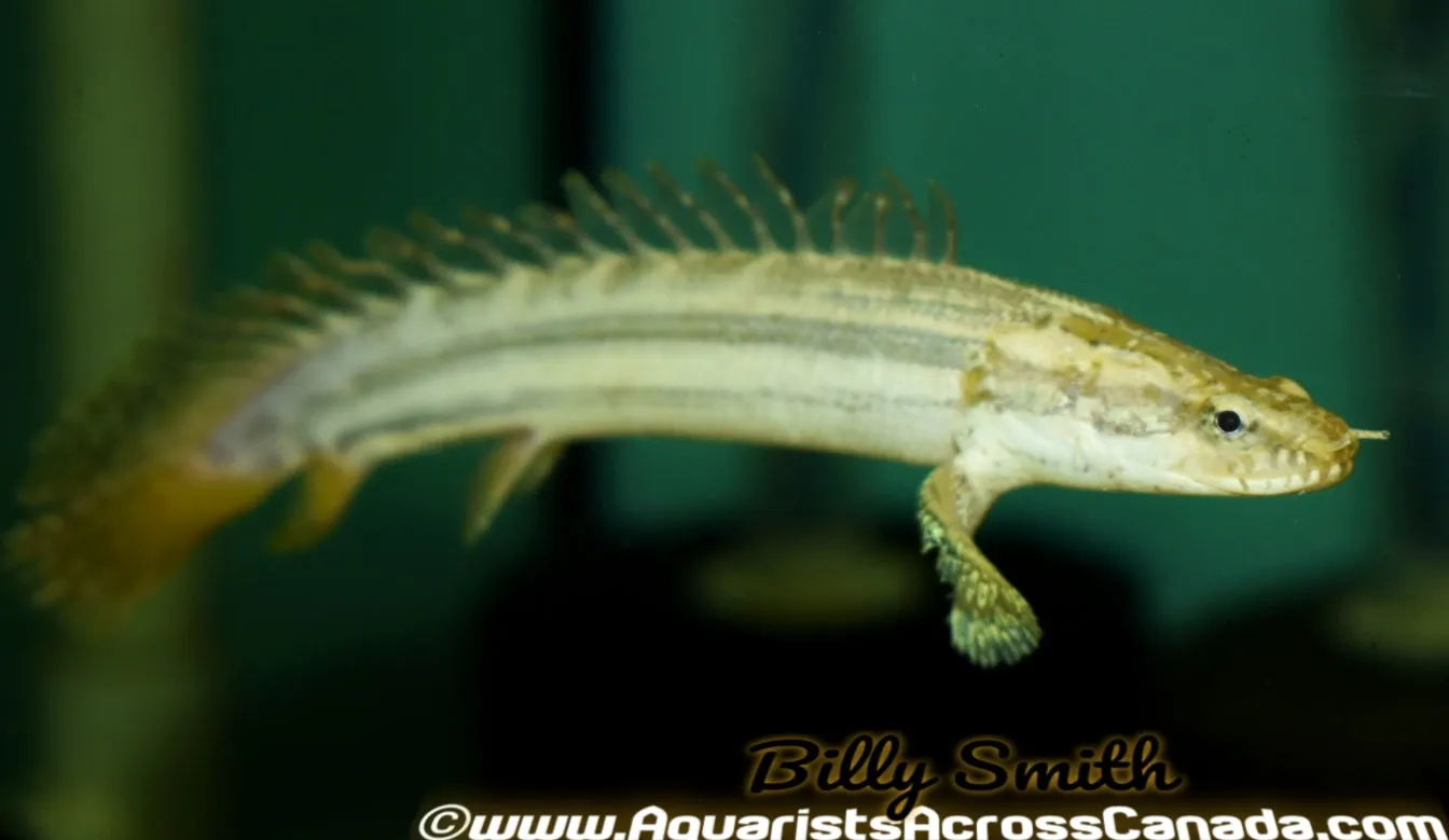 NILE BICHIR (Polypterus Bichir Bichir) *rare* D2411Q