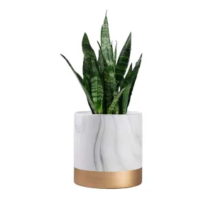Snake Indoor Air Purifying Plant With Pot