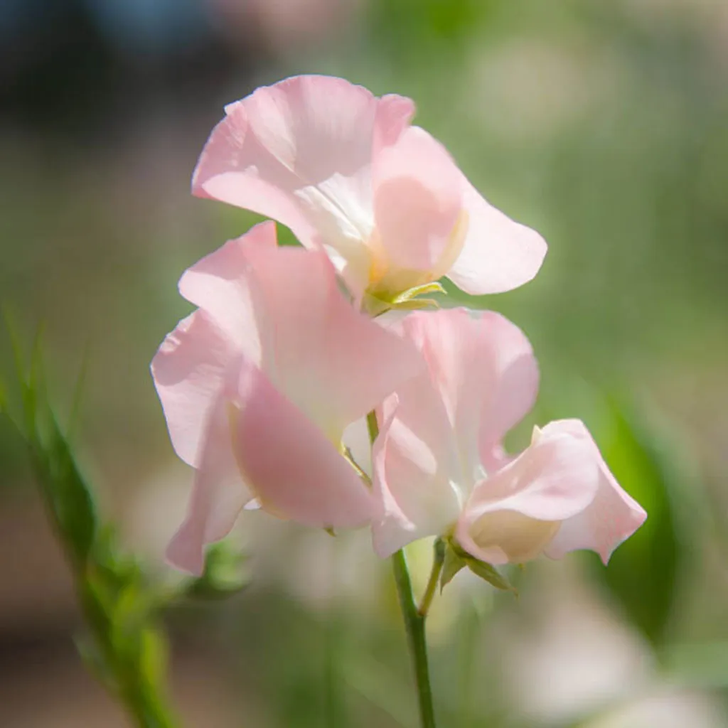 Sweet Pea Castlewellan