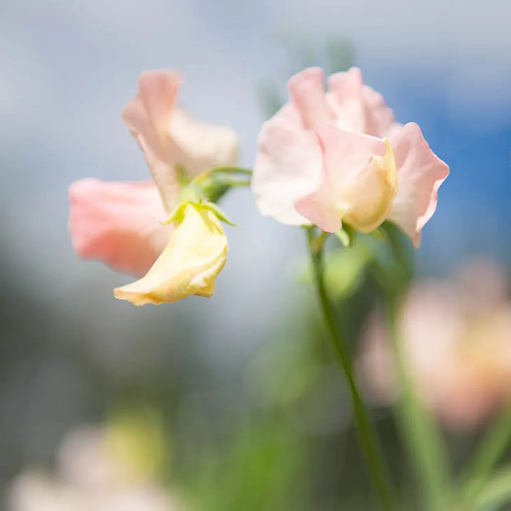 Sweet Pea Castlewellan