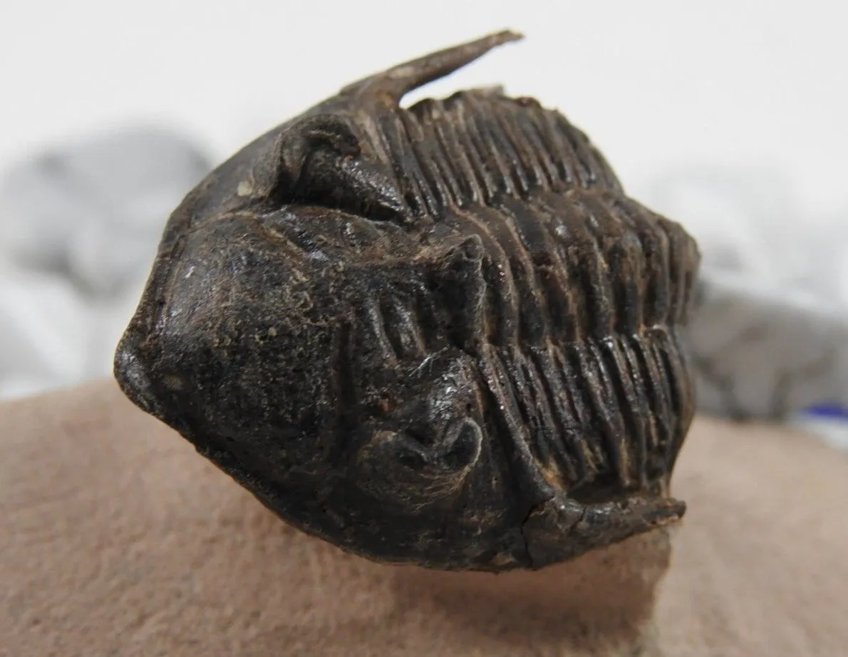 Trilobite Fossil CLOSEOUT