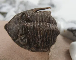 Trilobite Fossil CLOSEOUT
