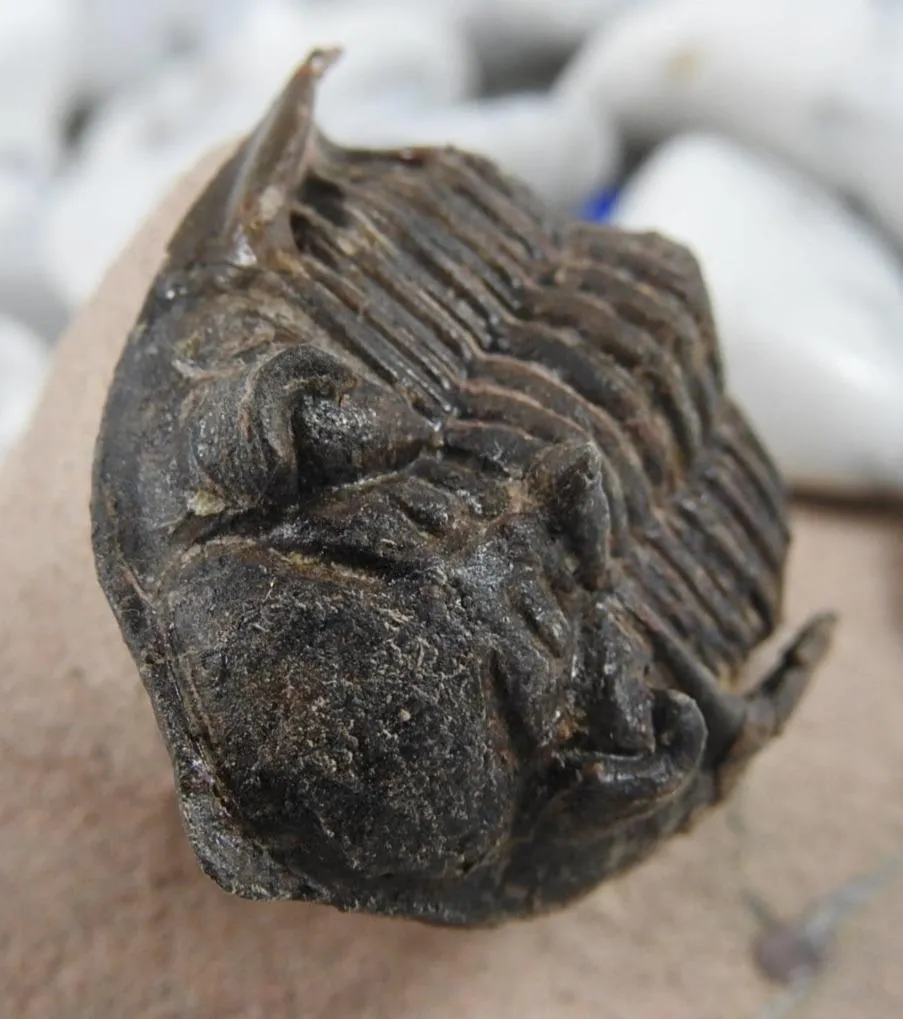 Trilobite Fossil CLOSEOUT