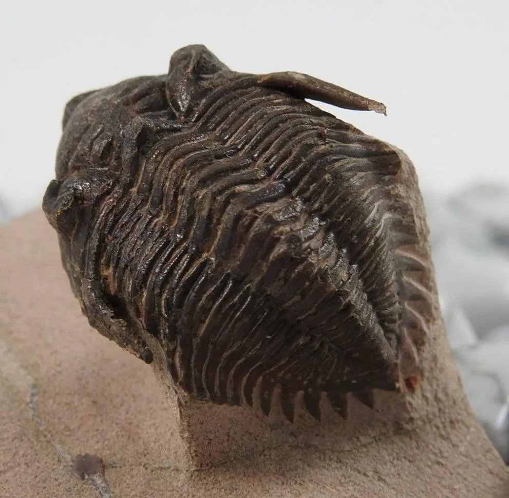 Trilobite Fossil CLOSEOUT