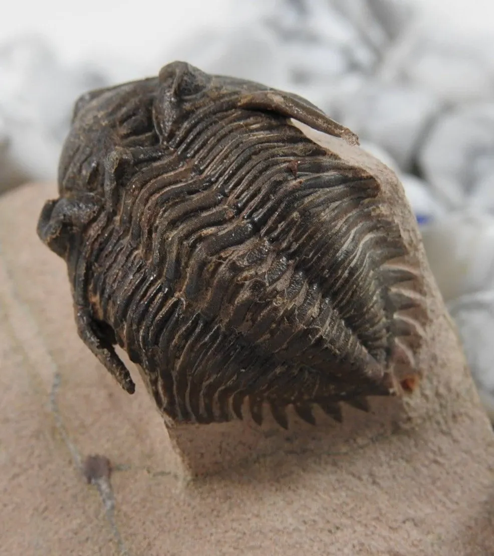 Trilobite Fossil CLOSEOUT