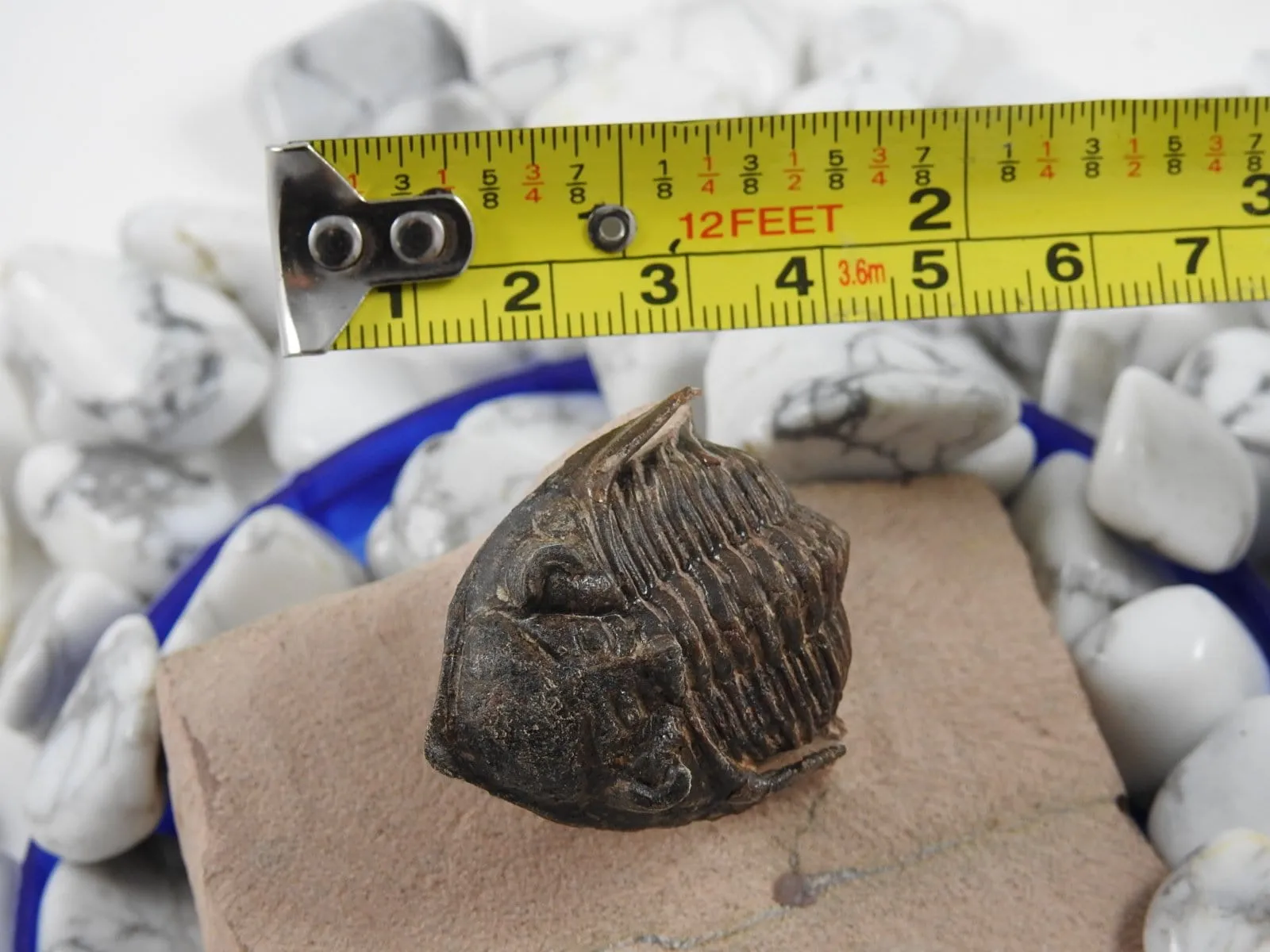 Trilobite Fossil CLOSEOUT